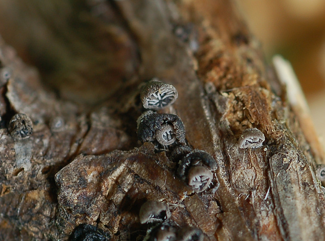 Crepidotus?? (cfr. Resupinatus sp.)